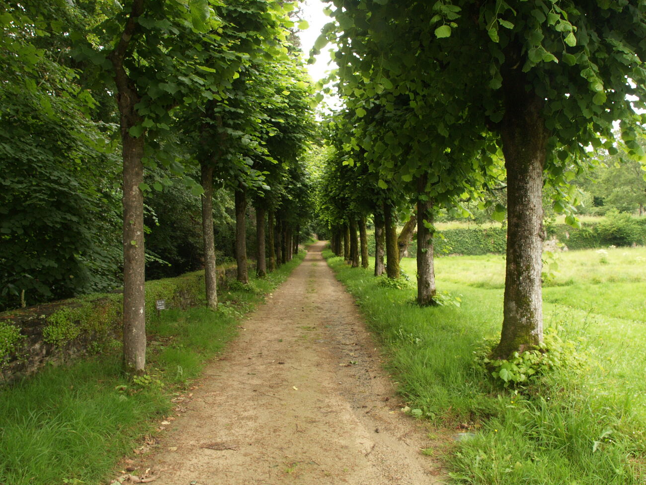 a tree-lined path