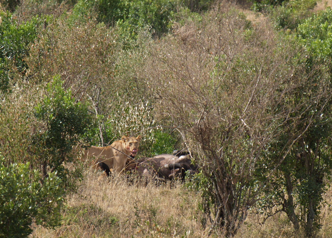 Masai Mara wildlife tour - Kenya travelogue + photos