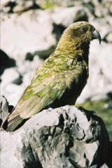 Kea bird (parrot)