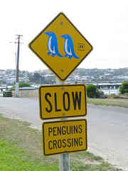 SLOW: Penguins Crossing